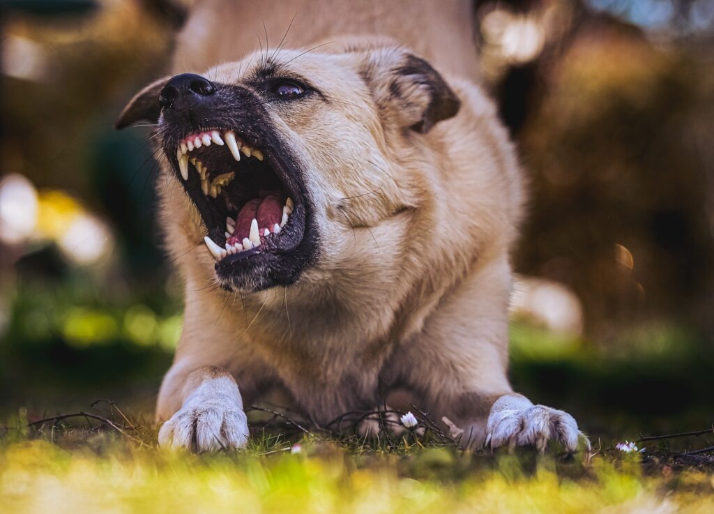 dog, teeth, bite-6960835.jpg