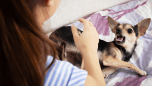 Corona Dog Bite Attorney